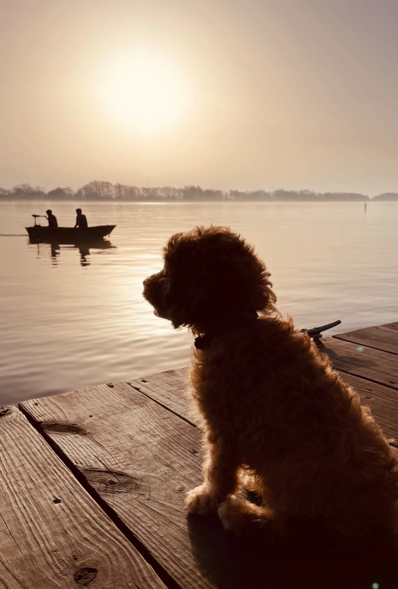 Curly-haired dog resting on a wooden dock at sunset while two people fish from a small boat across the lake